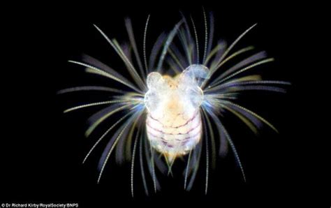 Unexpected beauty of plankton under a microscope