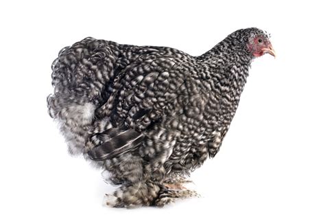 Cochin Chicken Breed Guide: Everything You Need to Know