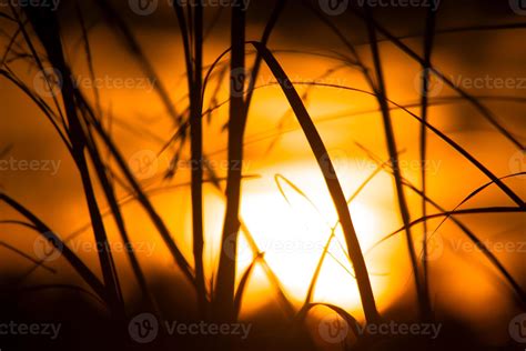 Grass silhouette on golden sky at dusk 17448995 Stock Photo at Vecteezy