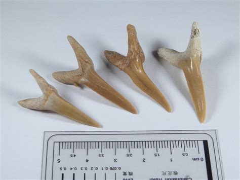 Giant goblin shark teeth - Teeth - Striatolamna striata - Catawiki