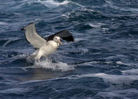 Tristan Albatross, Diomedea Dabbenena Stock Photo - Image of flight ...