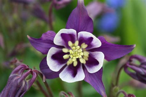 Romantic Flowers: Columbine Flower