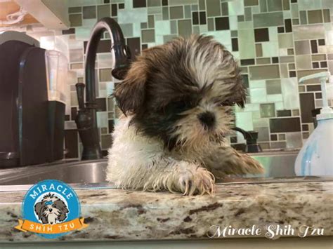 Shih Tzu Grooming Tips: Top Ten Ideas to Make Grooming Easier