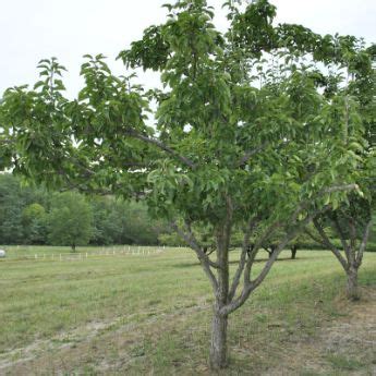 Dwarf Pear Trees from Stark Bros - Dwarf Pear Trees For Sale