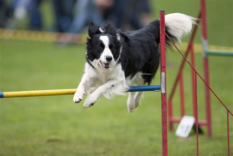 Border Collie | Breed, Care, Upkeep, Temperament, Herding, Sheepdog, Images, & Facts | Britannica