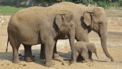 World welcomes Israeli-born Asian elephant calf - ISRAEL21c