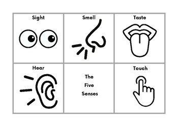 Sense of Touch by Green Team Learning | TPT