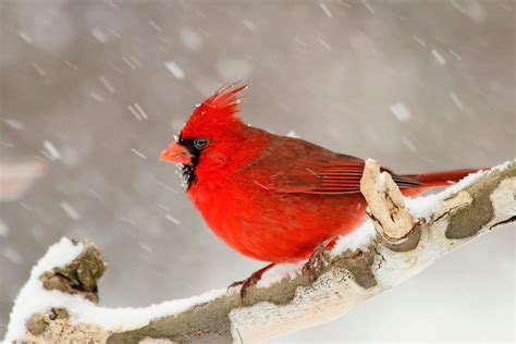 Interesting Cardinal Bird Facts You Should Know - Birds and Blooms