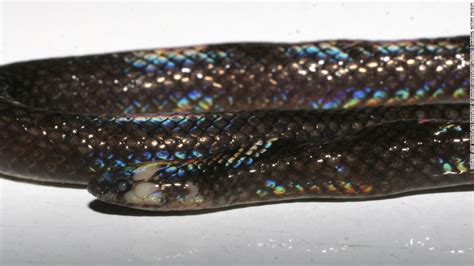 Scientists Have Discovered A New Snake Species And It Has Iridescent Rainbow Skin