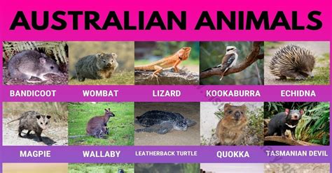 Australian Animals: List of 30 Famous Animals in Australia - Visual Dictionary