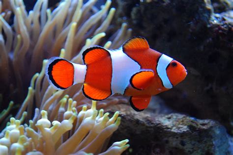 Photos of Saltwater Aquarium Fish