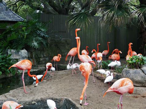 Tourism: Audubon Zoo