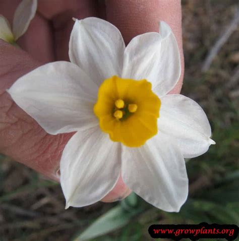 Narcissus tazetta - How to grow & care