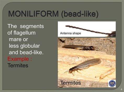 Types of antenna of insects | PPT