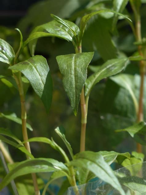 Vietnamese coriander - Growstuff