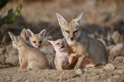 Baby Fox: What They’re Called, Facts & Images | Misfit Animals