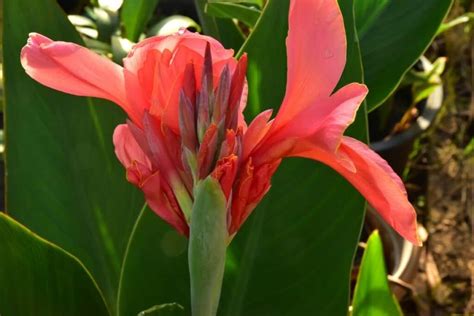 Canna Lily Flower: Types, How to Plant, Grow and Care | Florgeous