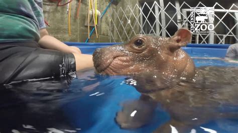 A Heartwarming Compilation of Adorable Highlights From Baby Hippo Fiona ...