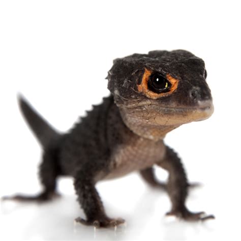 Red-Eyed Crocodile Skink for Sale | Petco