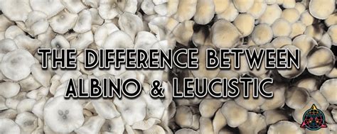 The Difference Between Leucistic vs Albino Mushrooms | Inoculate the World