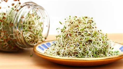 Alfalfa Benefits for Cholesterol and Menopause - Woman's World