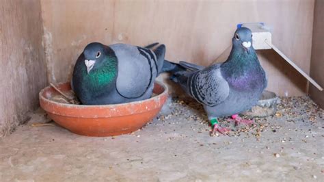 Pigeon Nesting And Breeding Habits: A Comprehensive Guide