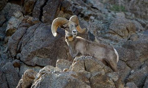 Bighorn Sheep Lambs In Good Health Following Disease Concerns