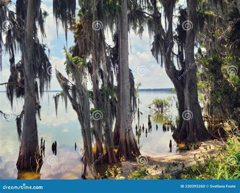 Florida Wetland. Cypress Trees in Florida Stock Photo - Image of nature, moss: 230392260