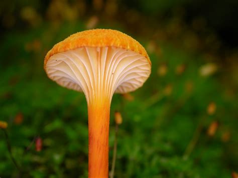 DOOR TO NATURE: Wild-Mushroom Season - Door County Pulse