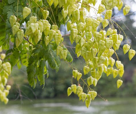 Koelreuteria paniculata (Golden Rain Tree)