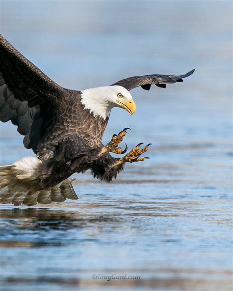 Bald Eagle catching fish — Greg Gard