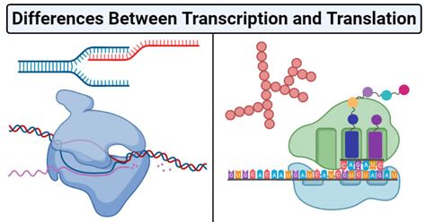 Transcription vs Translation- Definition, 15 Differences, Examples