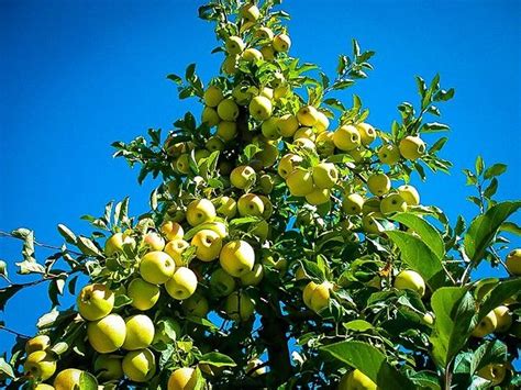 Golden Delicious Apple Tree For Sale | The Tree Center