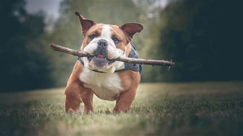 Methods to Train Bulldog - Strategies and Techniques for Easy Training of Pets