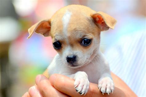 Free Chihuahua Puppies - Chihuahua Puppies For Sale | Bastrop, TX ...