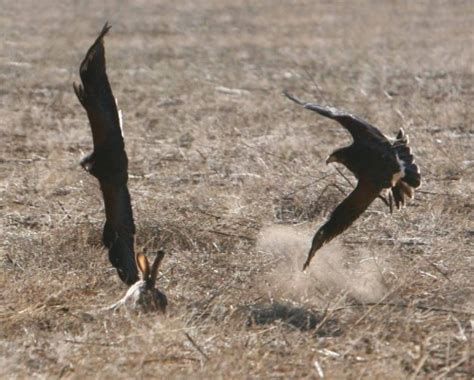 COULSON HARRIS'S HAWKS