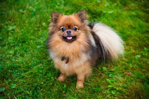 Pomchi Breed Info: Size, Color Varieties, Lifespan and More... | Perfect Dog Breeds