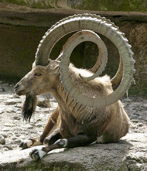 The Most Unusual And Unique Shapes Of Goat Horns | Lazy Penguins | Albino animals, Rare animals ...