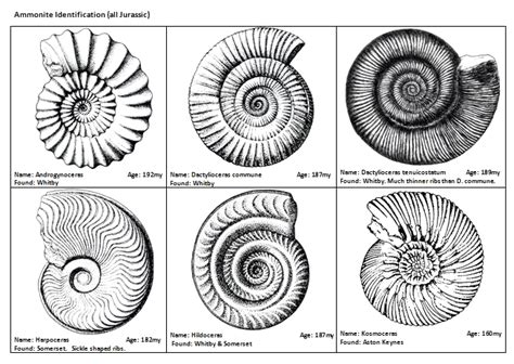 Ammonite identification - Fossil ID - The Fossil Forum