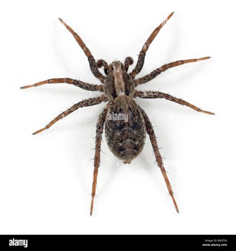 Wolf Spider Identification Chart