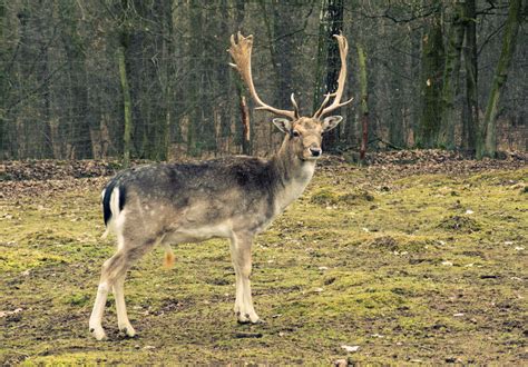 Fallow-deer in the forest | Copyright-free photo (by M. Vorel) | LibreShot