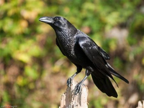 Raven Bird Facts | Anatomy, Diet, Habitat, Behavior