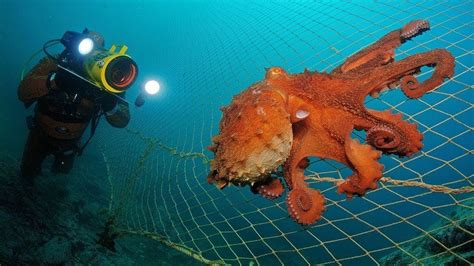 Giant octopus attacked a diver. The largest octopus in the world attacke... | Осьминоги