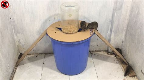 15 Best Homemade Mouse Trap Ideas That Really Work