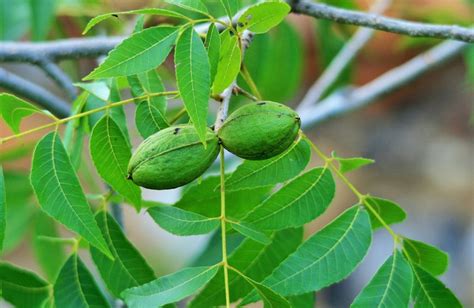 How to Select Pecan Trees in Your Area | Climate Zones