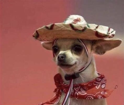 "chihuahua" Meme Templates - Imgflip