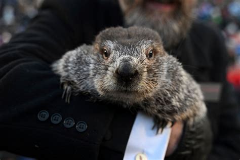 Punxsutawney Phil Groundhog Day 2024 Tickets - Megan Sibylle