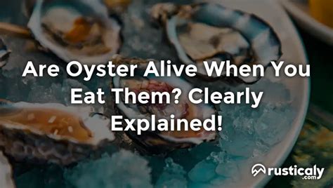 Are Oyster Alive When You Eat Them? (Complete Answer)