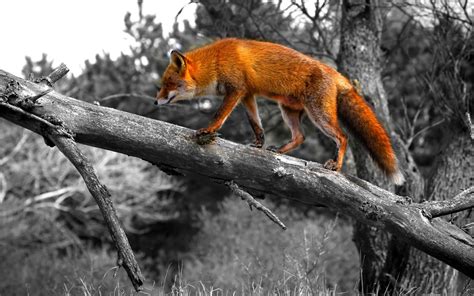 Cool Fox Wallpapers - Top Free Cool Fox Backgrounds - WallpaperAccess