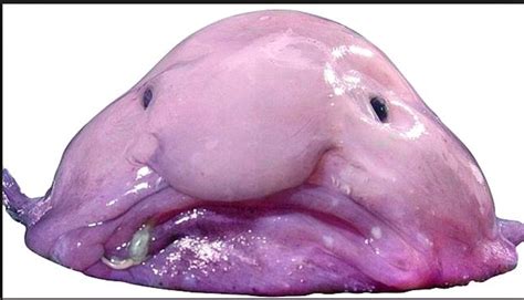 Blobfish - Pacific ocean